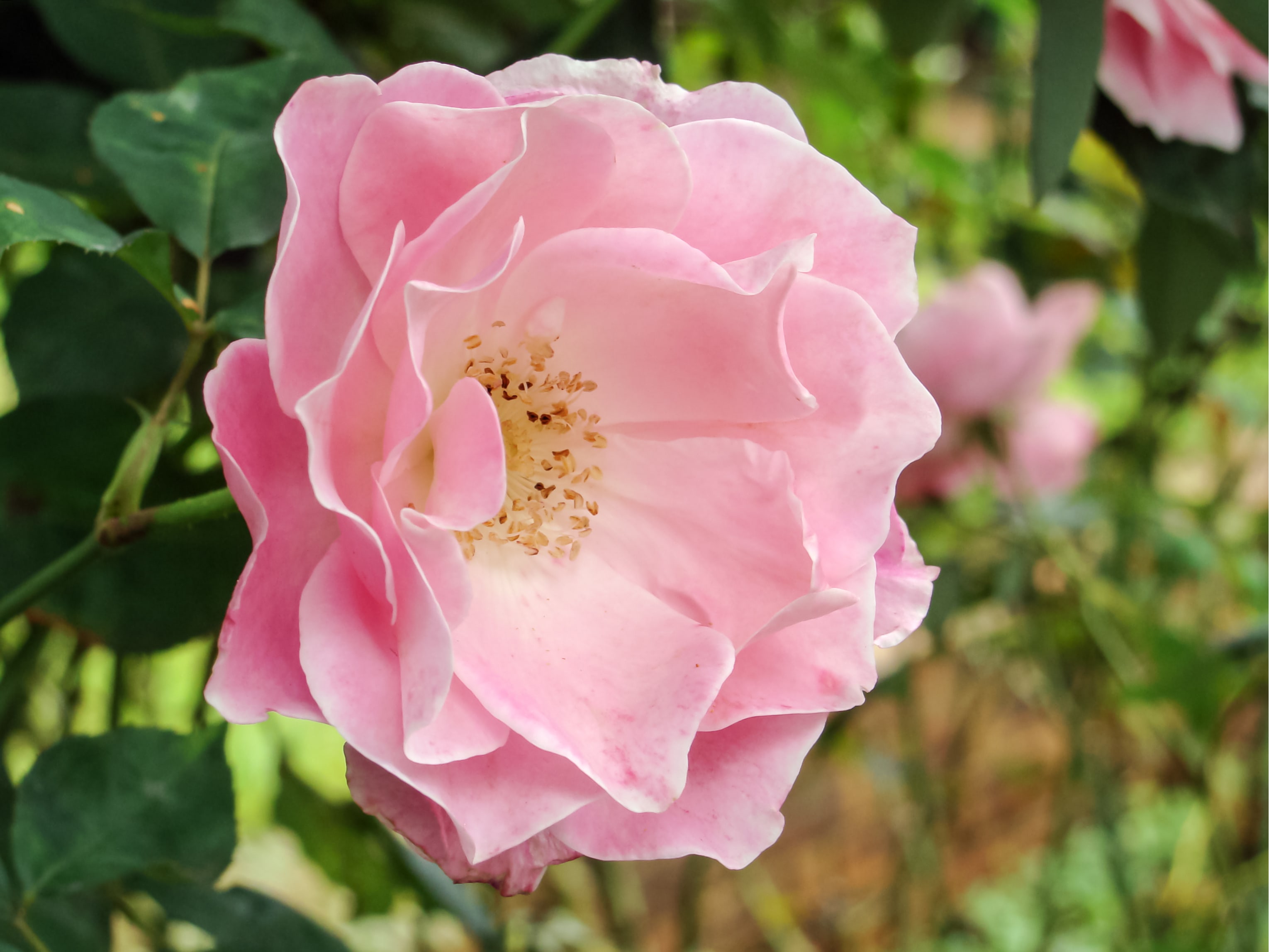 rose recipes